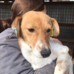 BILA - reserviert Tierhilfe Lebenswert DR (27.02.) - vermittelt