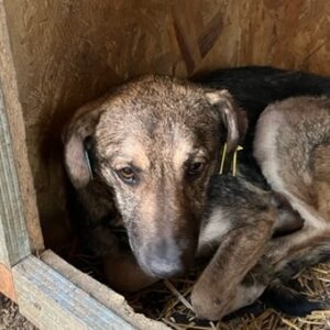 SOLIO - seelischer Notfall - reserviert Tierhilfe Lebenswert DR (10.03.) - vermittelt