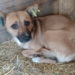 BRIANA - reserviert NadineH - vermittelt