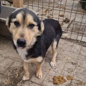 SOLEY - Notfall - reserviert Tierhilfe Lebenswert DR (08.05.) - vermittelt