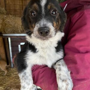 SUNSHINE - reserviert TST Rösrath vermittelt