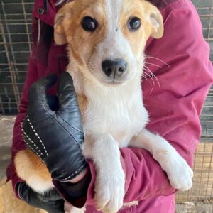 JETTE - reserviert TST Rösrath vermittelt