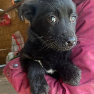 IARNA - reserviert TST Rösrath vermittelt