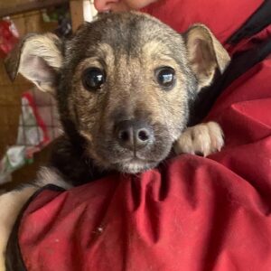 BUBI - auf Pflegestelle in PLZ 5 vermittelt