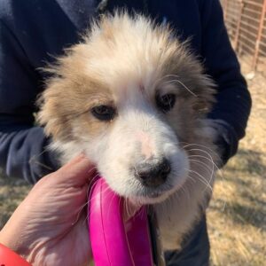 LEOLINO - reserviert IH DR (13.02.) - vermittelt