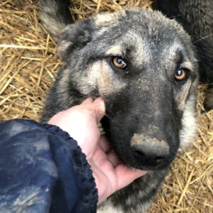 SUMMER - reserviert Hundescheune Fläming vermittelt