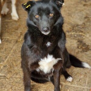 RIANA - reserviert TST Rösrath vermittelt