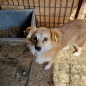 WILJA - reserviert TST Rösrath 16.11 - vermittelt