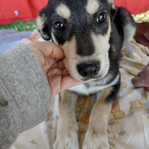 KESHA - auf Pflegestelle in PLZ 5 vermittelt