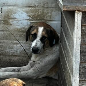 KAROL - hat völlig resigniert - seelischer Notfall - reserviert (Betty 26/10) - RBB 10/23