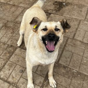 FARINA (♀) - in Rumänien vermittelt 08/24