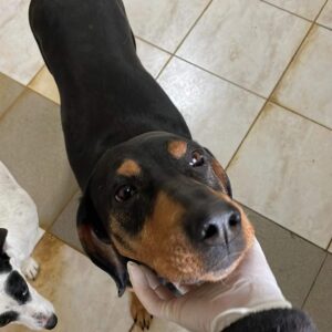 EKATERINA - reserviert TST Rösrath vermittelt