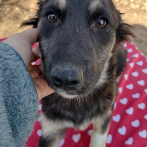 TAMINA - reserviert TH Iserlohn vermittelt