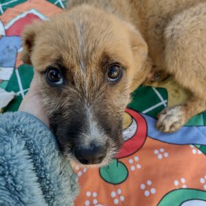 HEINER - reserviert TH Iserlohn vermittelt