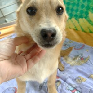 ASMO - reserviert TST Rösrath vermittelt