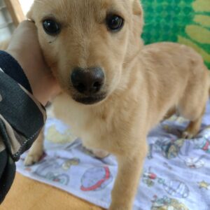 EMIL - reserviert TST Rösrath vermittelt