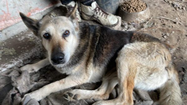 HALVA - Notfall - Hinterhand eingeschränkt - reserviert für Tierschutzligadorf - vermittelt