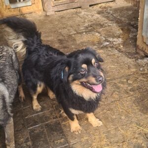 MATILDA - reserviert Tierhilfe Lebenswert DR (03.03.) - vermittelt