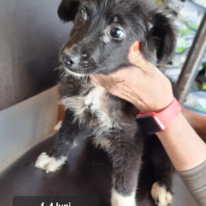 DORO - reserviert Tierhilfe Lebenswert DR (06.03.) - vermittelt