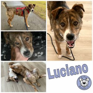 Luciano in 72227 Egenhausen *vermittelt*