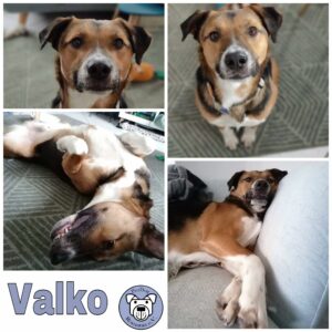 Valko in 58675 Hemer