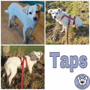 Taps in 18311 Ribnitz Damgarten *vermittelt*