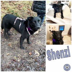 Shenzi in 73230 Kirchheim unter Teck