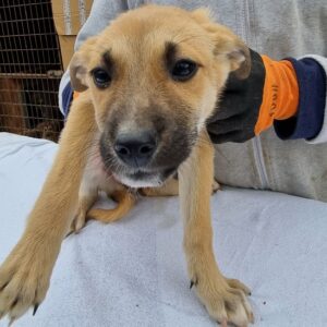 NYIMA - reserviert Second Chance Dogs vermittelt