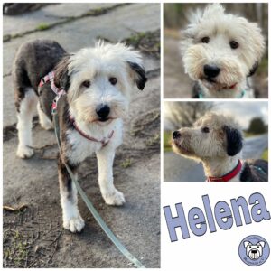 Helena in 18311 Ribnitz Damgarten *vermittelt*