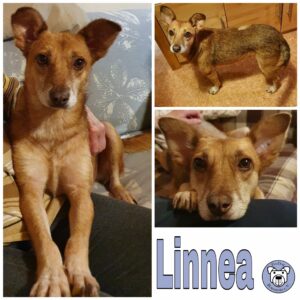 Linnea in 38875 Elbingerode (Harz) *vermittelt*