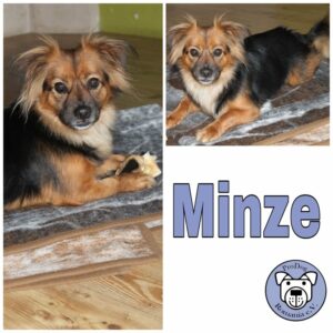 Minze in 27299 Etelsen *vermittelt*