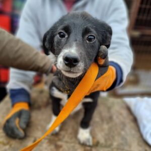 AMELIA - reserviert JW - vermittelt