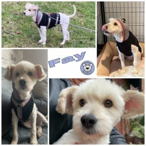 Fay in 59387 Herbern (bei Münster)