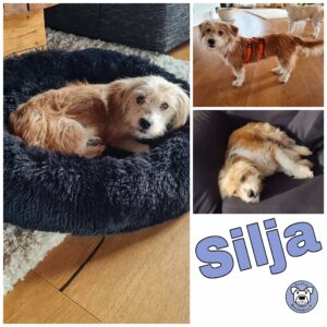 Silja in 35684 Dillenburg *vermittelt*