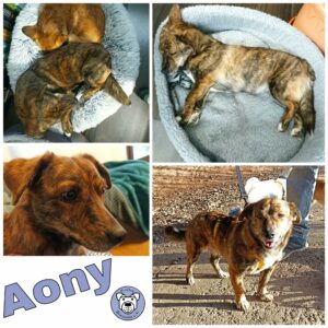 Aony in 66740 Saarlouis *vermittelt*
