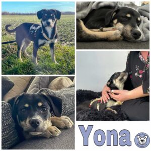 Yona in 53909 Zülpich *vermittelt*