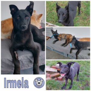 Irmela in 54290 Trier *vermittelt*