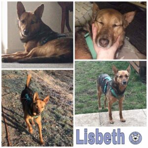 Lisbeth in 92318 Neumarkt *vermittelt*