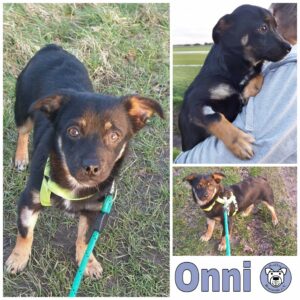 Onni in 18311 Ribnitz Damgarten