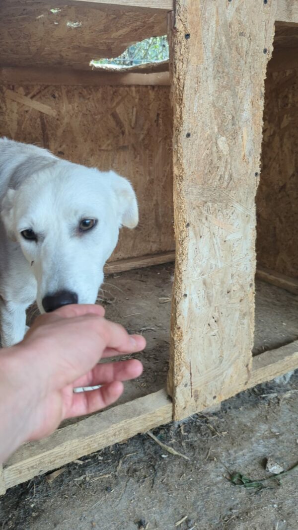 MALIKO - neurologischer Notfall - Gnadenplatz gesucht – Bild 5