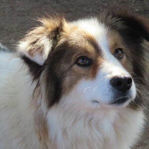 DIOWIN - reserviert Tierhilfe Lebenswert DR 05.03. - vermittelt