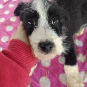 GULLIVER - reserviert Betty - vermittelt