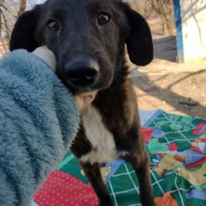 RILEY - reserviert TH Iserlohn vermittelt