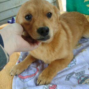 TILL - reserviert JW - vermittelt