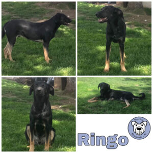 Ringo in 57632 Ziegenhain *vermittelt*