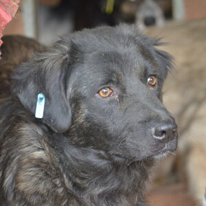 ELLY - reserviert TST Rösrath vermittelt