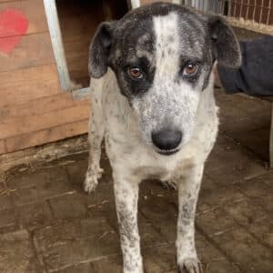 DOTTY - ausgereist zum TH Iserlohn