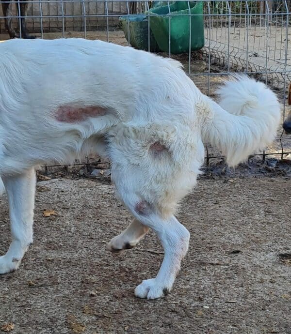 MALIKO - neurologischer Notfall - Gnadenplatz gesucht – Bild 9