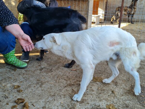 MALIKO - neurologischer Notfall - Gnadenplatz gesucht – Bild 8