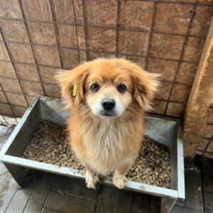 NORO - reserviert PVA Essen - vermittelt